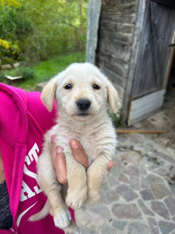 Lucy splendida dolce cucciola cerca famiglia  Foto 5