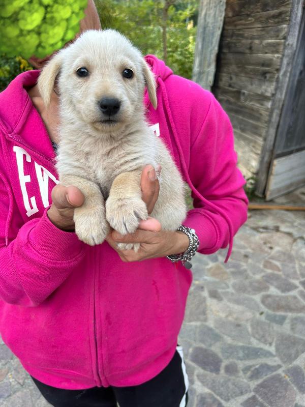 Lucy splendida dolce cucciola cerca famiglia  Foto 6