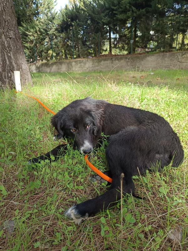 Mix Border Collie Foto 4