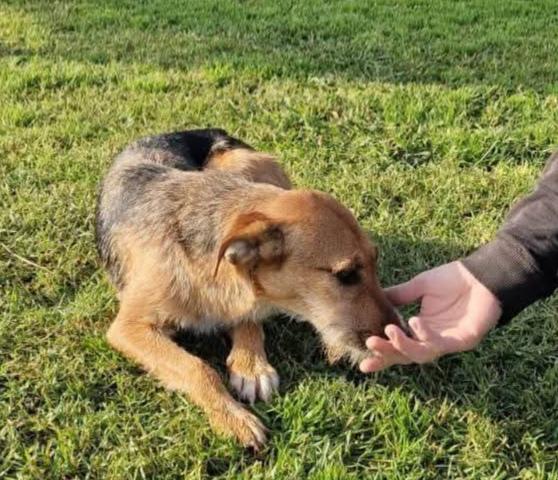  SUSY UN PICCOLO TESORO IN ATTESA DI AMORE  Foto 3