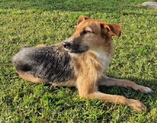  SUSY UN PICCOLO TESORO IN ATTESA DI AMORE  Foto 4