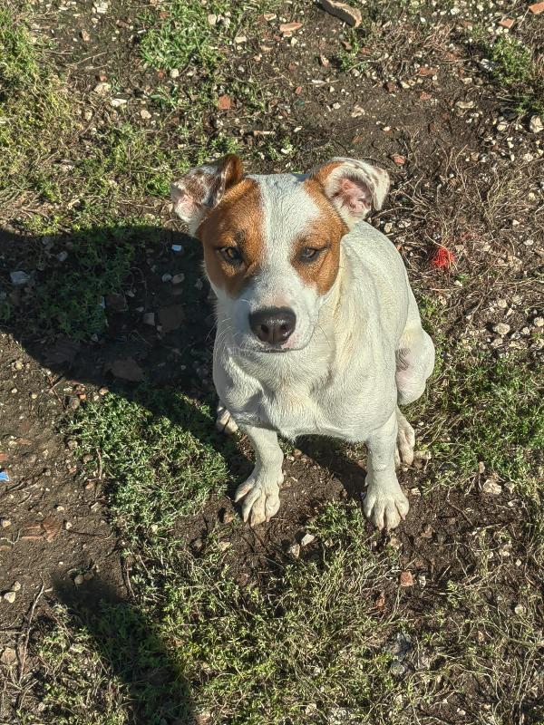 Loky meraviglioso cucciolo bicolore cerca famiglia  Foto 2