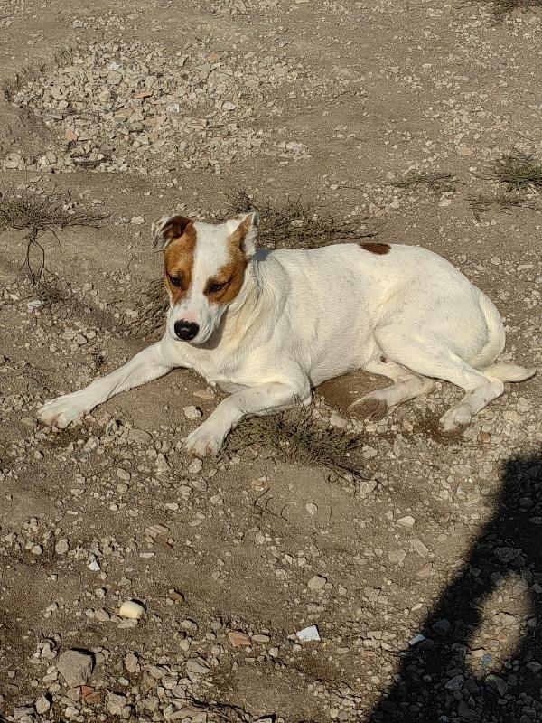 Loky meraviglioso cucciolo bicolore cerca famiglia  Foto 5