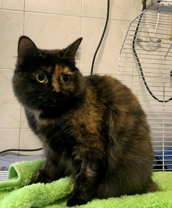 GIGETTA GATTINA TARTARUGA Foto 2