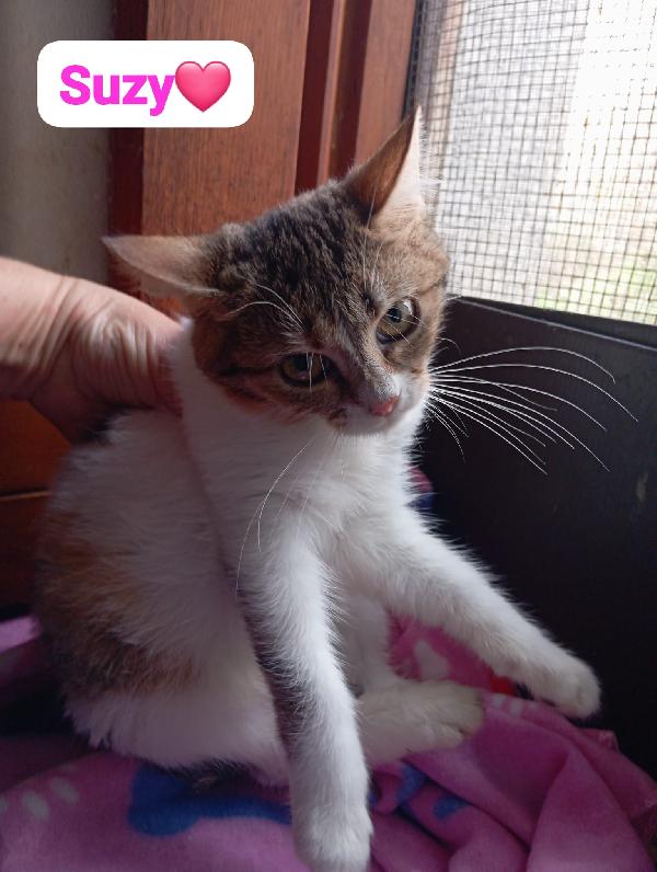 Gattini Maschi E Femmine Cuccioli ,Cercano Casa