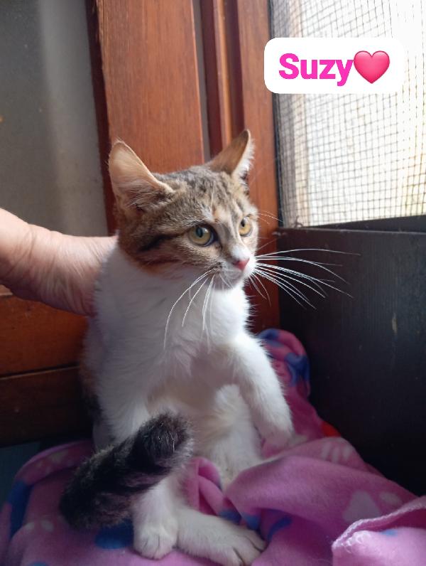 Gattini maschi e femmine cuccioli ,cercano casa Foto 2