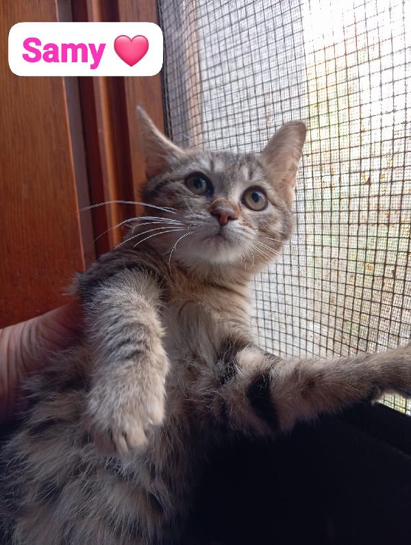 Gattini maschi e femmine cuccioli ,cercano casa Foto 3