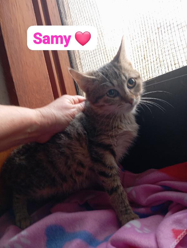 Gattini maschi e femmine cuccioli ,cercano casa Foto 4