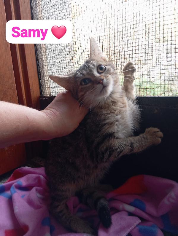 Gattini maschi e femmine cuccioli ,cercano casa Foto 5