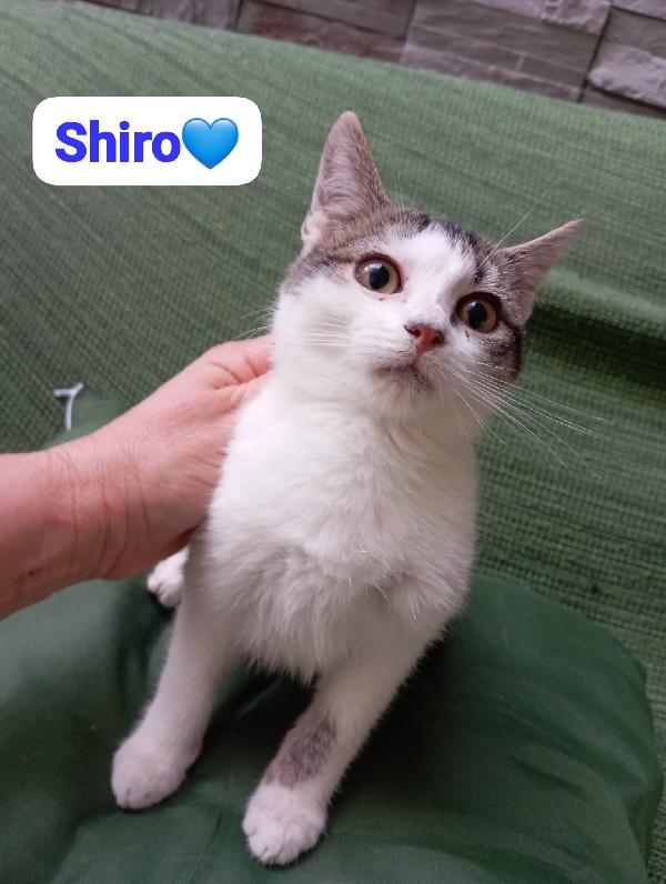 Gattini maschi e femmine cuccioli ,cercano casa Foto 6