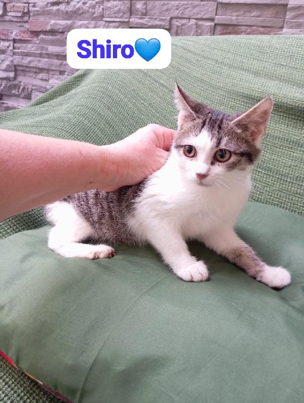 Gattini maschi e femmine cuccioli ,cercano casa Foto 7