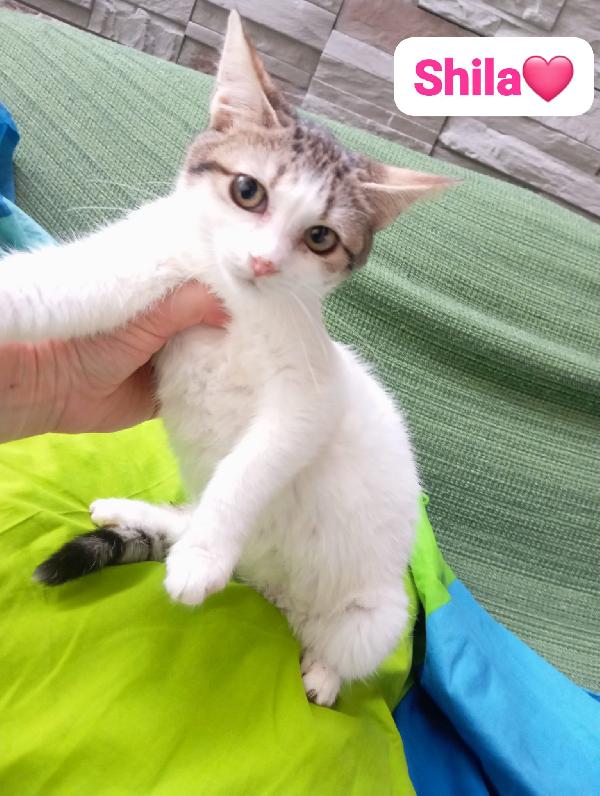 Gattini maschi e femmine cuccioli ,cercano casa Foto 8