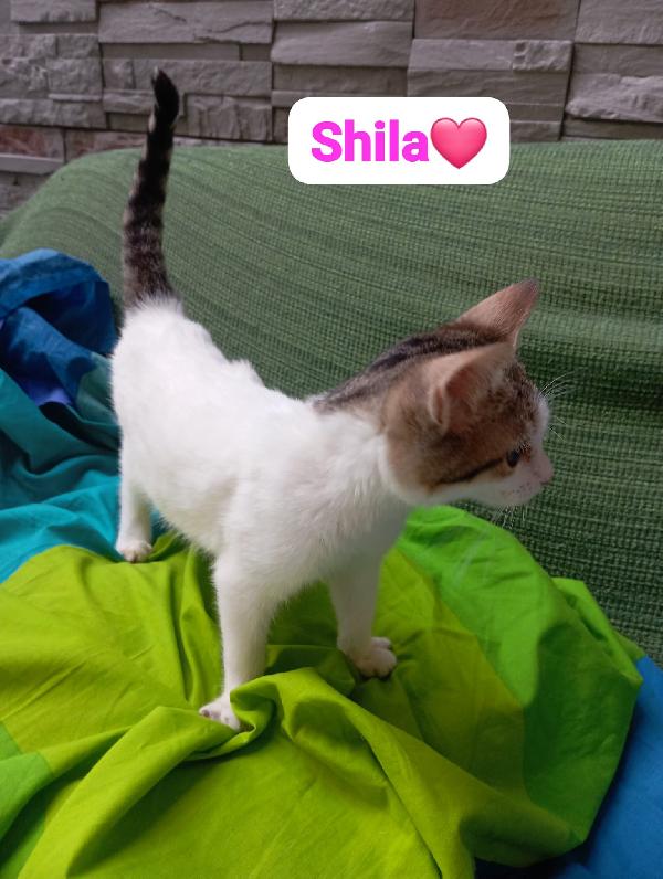 Gattini maschi e femmine cuccioli ,cercano casa Foto 9