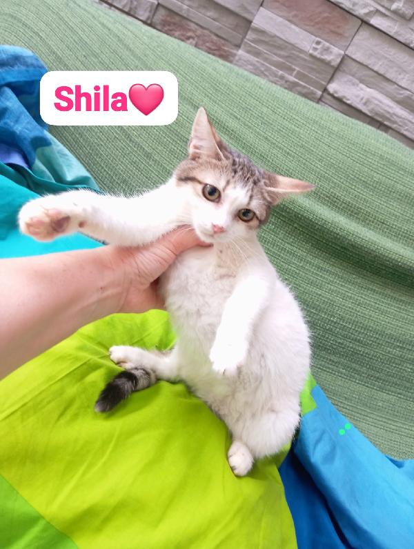 Gattini maschi e femmine cuccioli ,cercano casa Foto 10