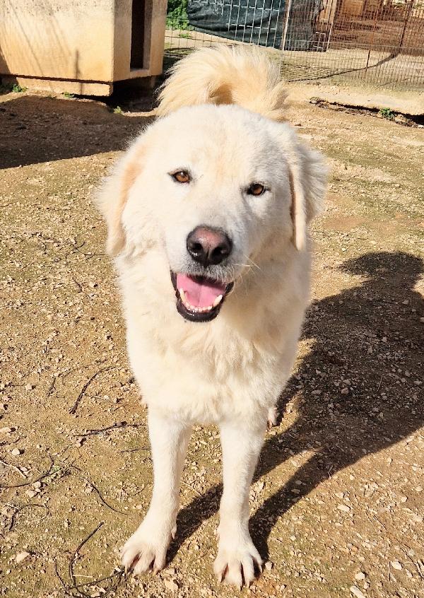 Leo,Dopo L'inferno Merita Una Stupenda Adozione.adottabile In Tutta Italia!
