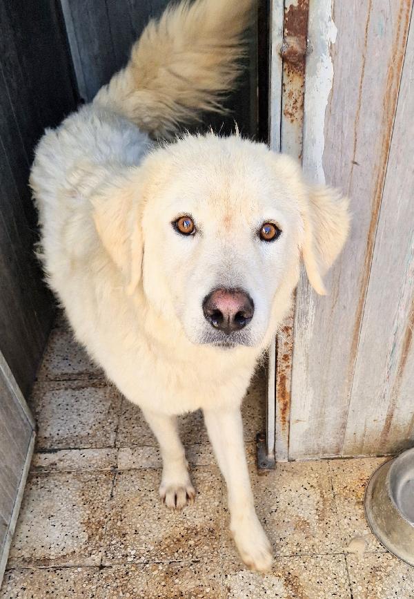 LEO,DOPO L'INFERNO MERITA UNA STUPENDA ADOZIONE.ADOTTABILE IN TUTTA ITALIA! Foto 2