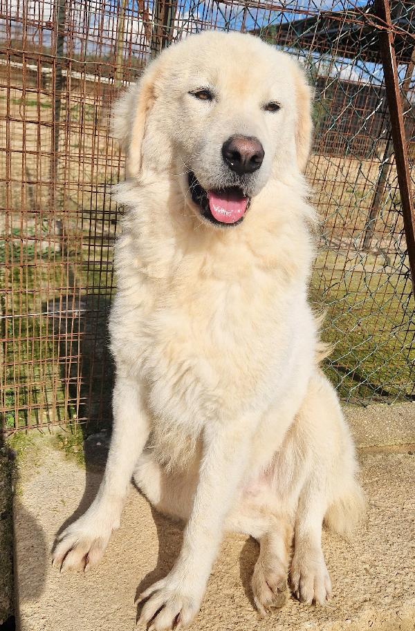 LEO,DOPO L'INFERNO MERITA UNA STUPENDA ADOZIONE.ADOTTABILE IN TUTTA ITALIA! Foto 3