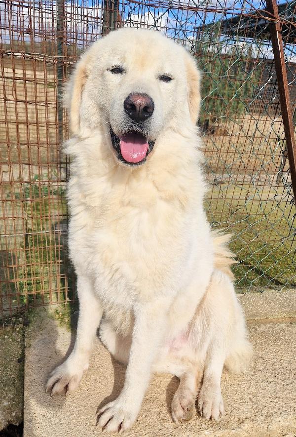 LEO,DOPO L'INFERNO MERITA UNA STUPENDA ADOZIONE.ADOTTABILE IN TUTTA ITALIA! Foto 4