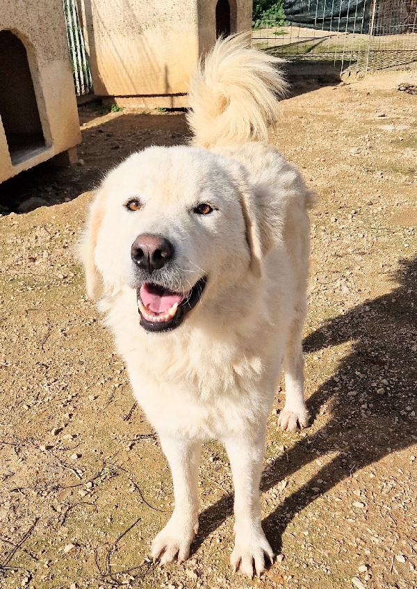 LEO,DOPO L'INFERNO MERITA UNA STUPENDA ADOZIONE.ADOTTABILE IN TUTTA ITALIA! Foto 5
