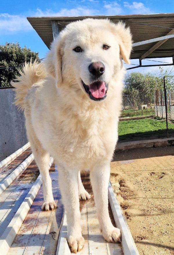 LEO,DOPO L'INFERNO MERITA UNA STUPENDA ADOZIONE.ADOTTABILE IN TUTTA ITALIA! Foto 7