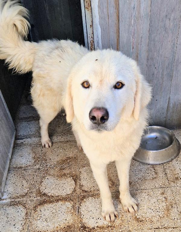 LEO,DOPO L'INFERNO MERITA UNA STUPENDA ADOZIONE.ADOTTABILE IN TUTTA ITALIA! Foto 8