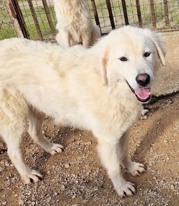 LEO,DOPO L'INFERNO MERITA UNA STUPENDA ADOZIONE.ADOTTABILE IN TUTTA ITALIA! Foto 9