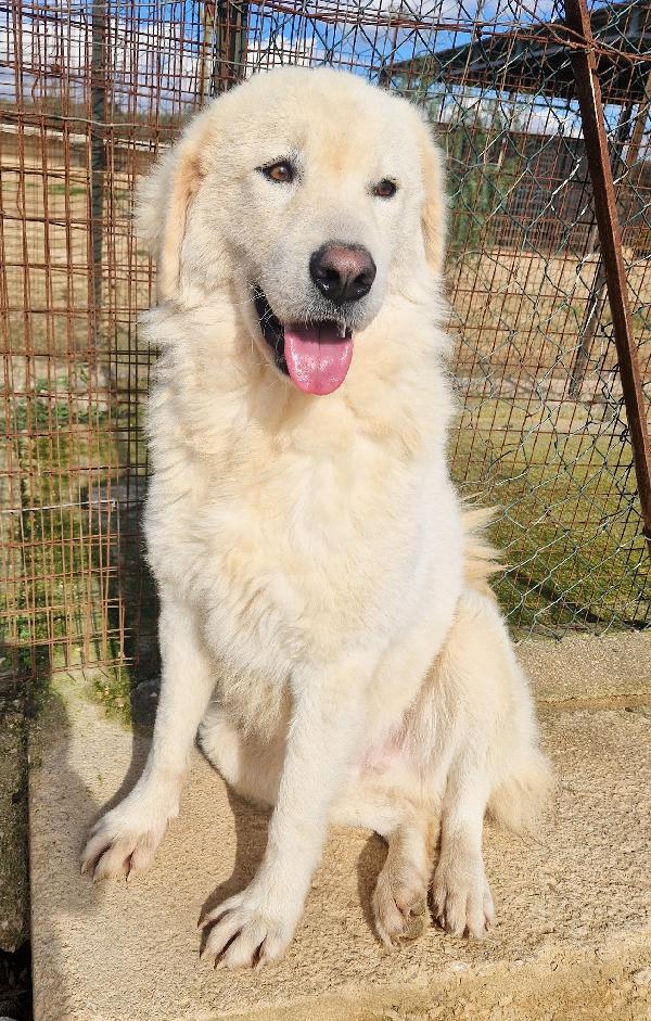 LEO,DOPO L'INFERNO MERITA UNA STUPENDA ADOZIONE.ADOTTABILE IN TUTTA ITALIA! Foto 10