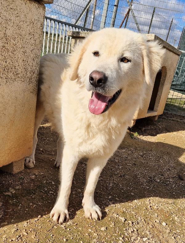 LEO,DOPO L'INFERNO MERITA UNA STUPENDA ADOZIONE.ADOTTABILE IN TUTTA ITALIA! Foto 11