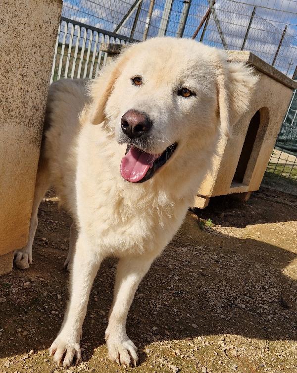 LEO,DOPO L'INFERNO MERITA UNA STUPENDA ADOZIONE.ADOTTABILE IN TUTTA ITALIA! Foto 12