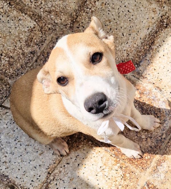 Katty Ed Il Suo Pianto Disperato.adottabile In Tutta Italia!