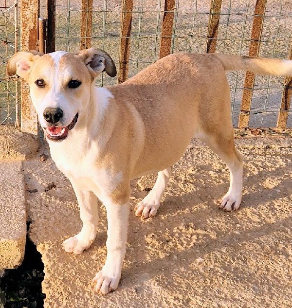 KATTY ED IL SUO PIANTO DISPERATO.ADOTTABILE IN TUTTA ITALIA! Foto 2