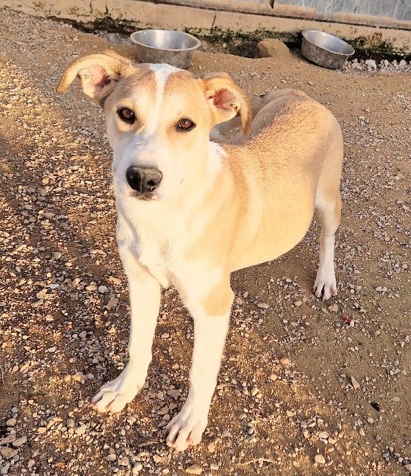 KATTY ED IL SUO PIANTO DISPERATO.ADOTTABILE IN TUTTA ITALIA! Foto 3