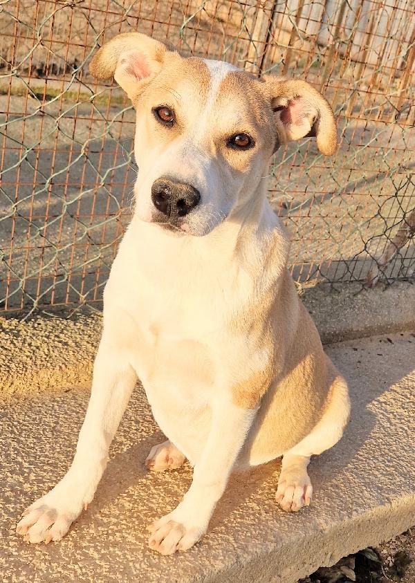 KATTY ED IL SUO PIANTO DISPERATO.ADOTTABILE IN TUTTA ITALIA! Foto 4