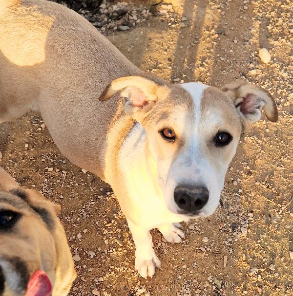 KATTY ED IL SUO PIANTO DISPERATO.ADOTTABILE IN TUTTA ITALIA! Foto 5