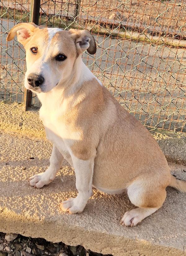 KATTY ED IL SUO PIANTO DISPERATO.ADOTTABILE IN TUTTA ITALIA! Foto 6