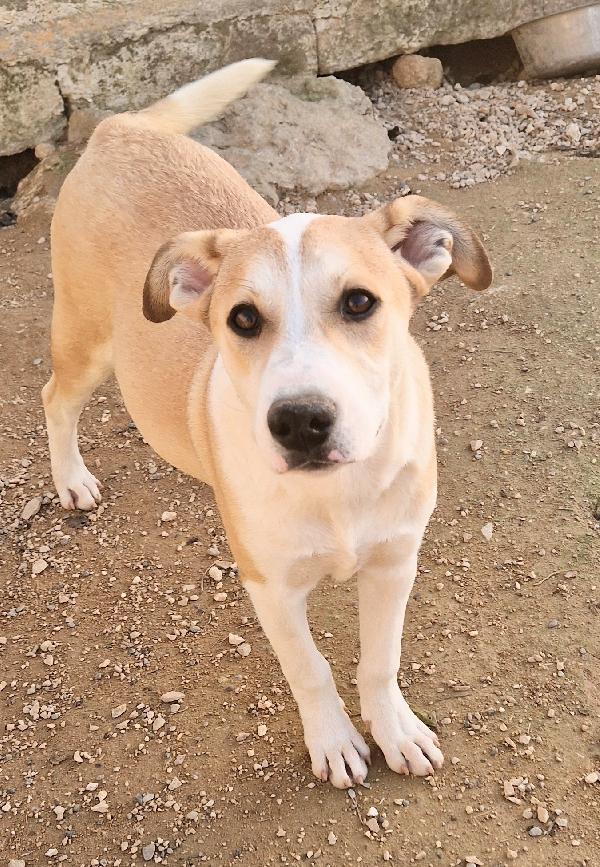 KATTY ED IL SUO PIANTO DISPERATO.ADOTTABILE IN TUTTA ITALIA! Foto 7