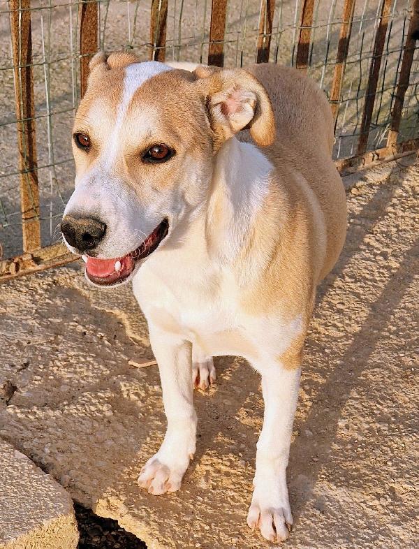 KATTY ED IL SUO PIANTO DISPERATO.ADOTTABILE IN TUTTA ITALIA! Foto 8