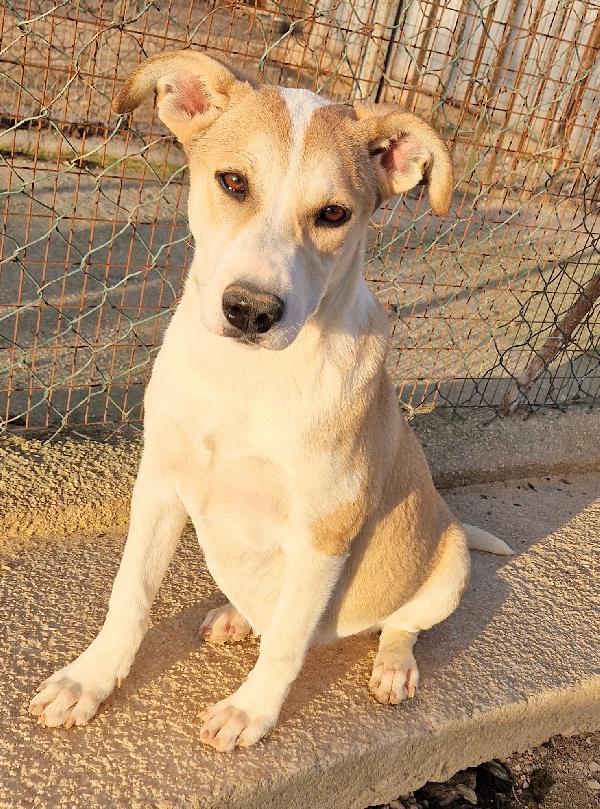 KATTY ED IL SUO PIANTO DISPERATO.ADOTTABILE IN TUTTA ITALIA! Foto 9