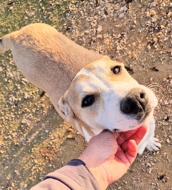 KATTY ED IL SUO PIANTO DISPERATO.ADOTTABILE IN TUTTA ITALIA! Foto 10