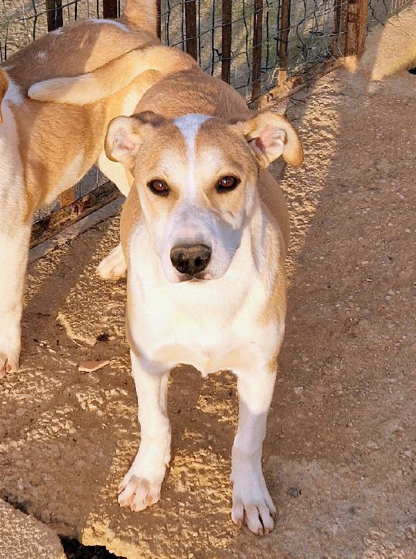 KATTY ED IL SUO PIANTO DISPERATO.ADOTTABILE IN TUTTA ITALIA! Foto 11