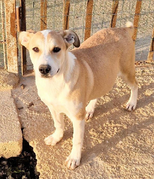 KATTY ED IL SUO PIANTO DISPERATO.ADOTTABILE IN TUTTA ITALIA! Foto 12