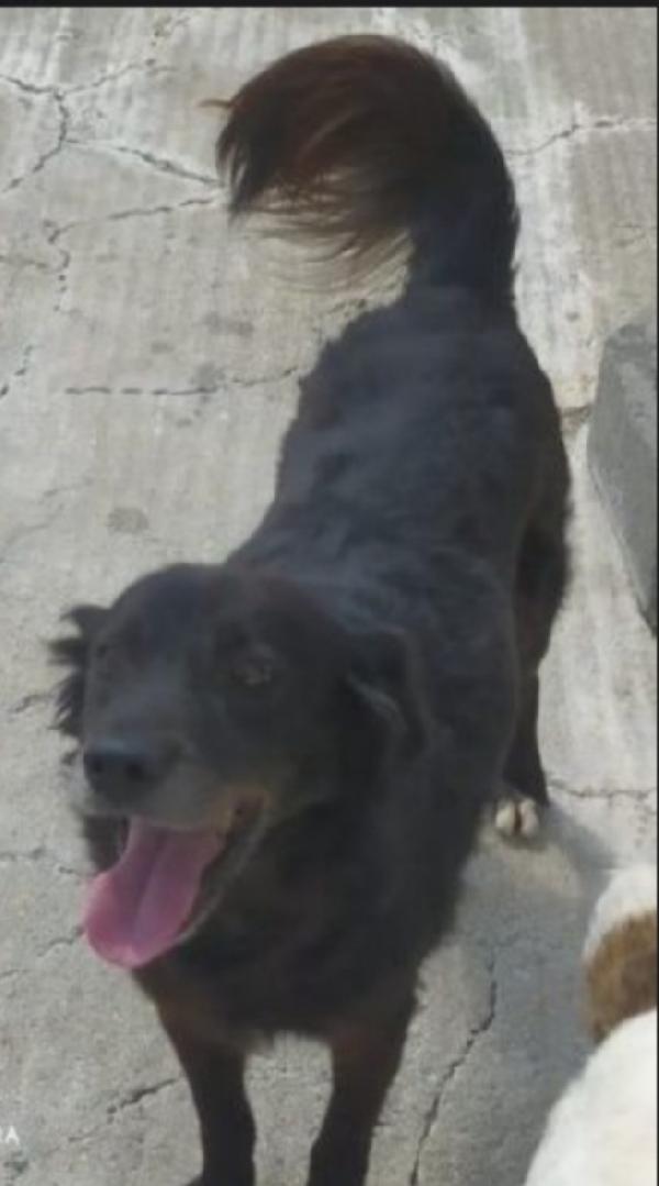 Nero 6Anni Mollato Dai Padroni In Canile Anni Fa ..