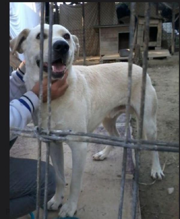 Darcyix Labrador entrato in canile a 40giorni Foto 2