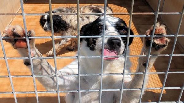 Cassian nonnino arzillo Foto 2