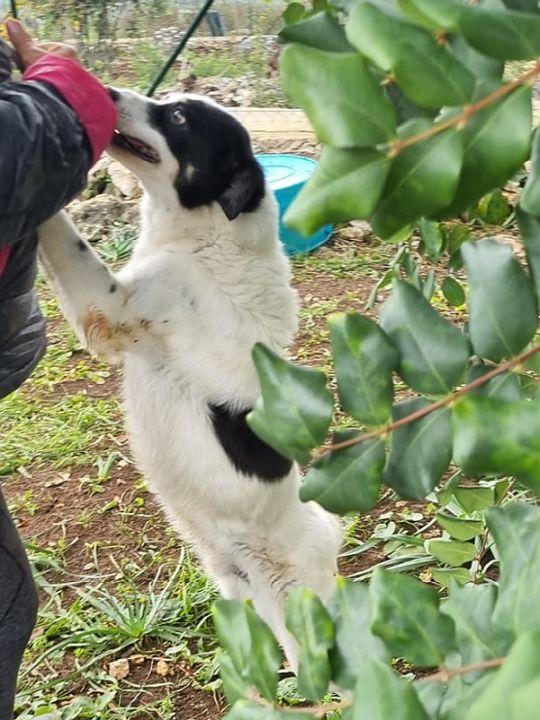 Cassian nonnino arzillo Foto 5