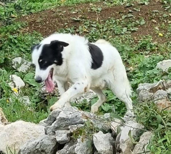 Cassian nonnino arzillo Foto 6