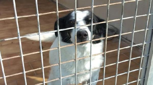 Cassian nonnino arzillo Foto 7