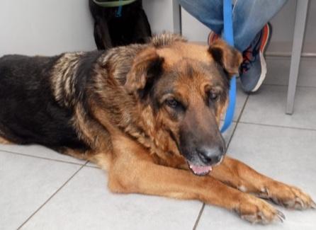 Pastore 11Anni Mollato Dalla Sua Madrina Urgente Roma