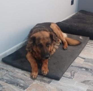 Pastore 11anni mollato dalla sua madrina URGENTE ROMA Foto 3