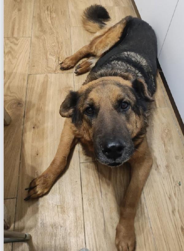 Pastore 11anni mollato dalla sua madrina URGENTE ROMA Foto 4